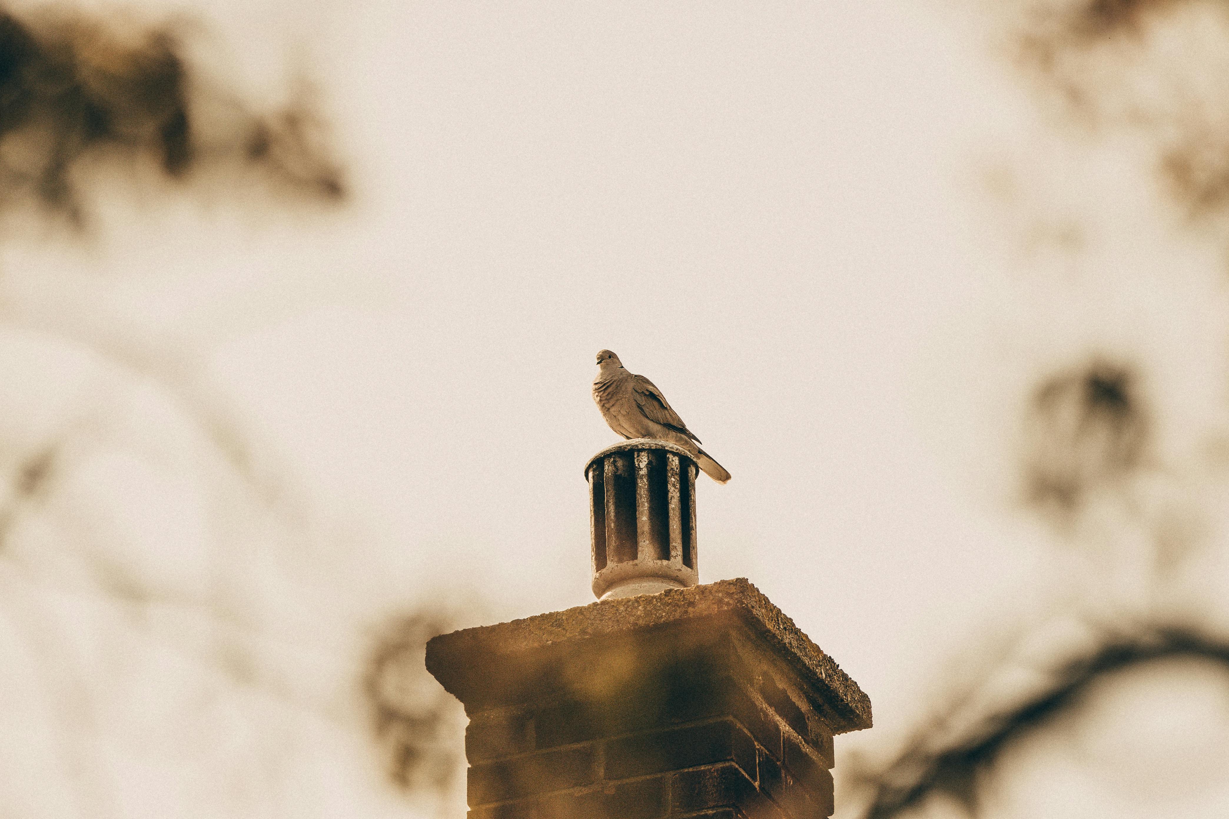Expert Chimney Cap Installation in Sparks Glencoe, Maryland